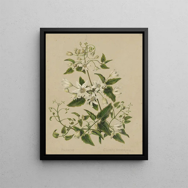 Sarah Featon - Pikiarero Clematis hexasepala.webp