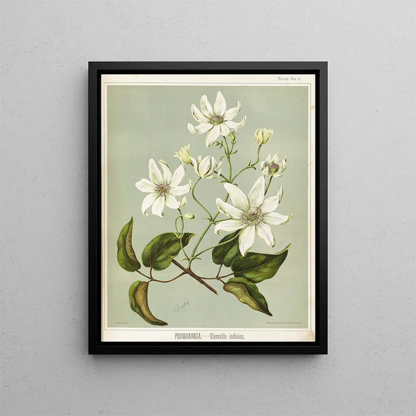 Sarah Featon - Puawananga Clematis indivisa Plate 1.webp