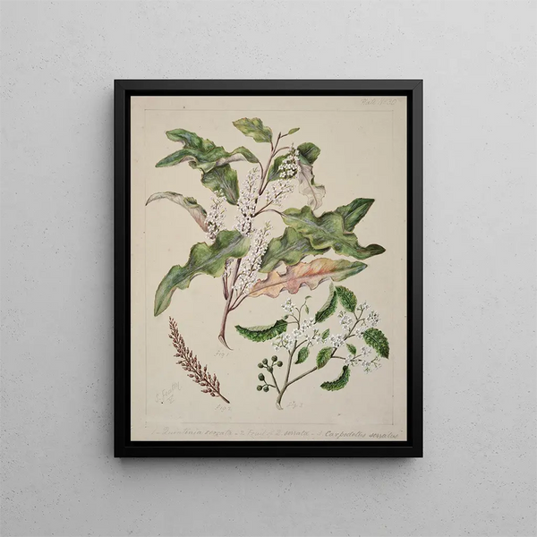 Sarah Featon - Quintinia serrata Carpodetus serratus.webp