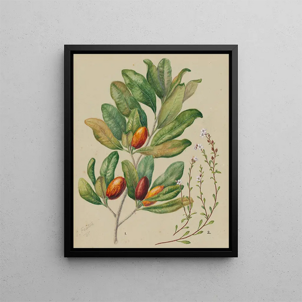 Sarah Featon - Samolus repens Pouteria costata.webp