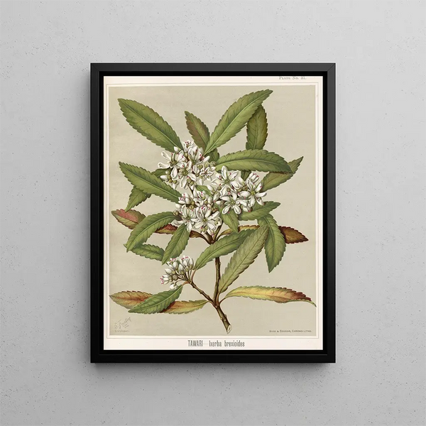 Sarah Featon - Tawari Ixerba brexioides Plate 31.webp