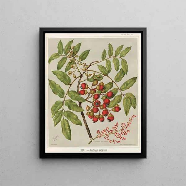 Sarah Featon - Titoki Alectryon excelsum Plate 23.webp