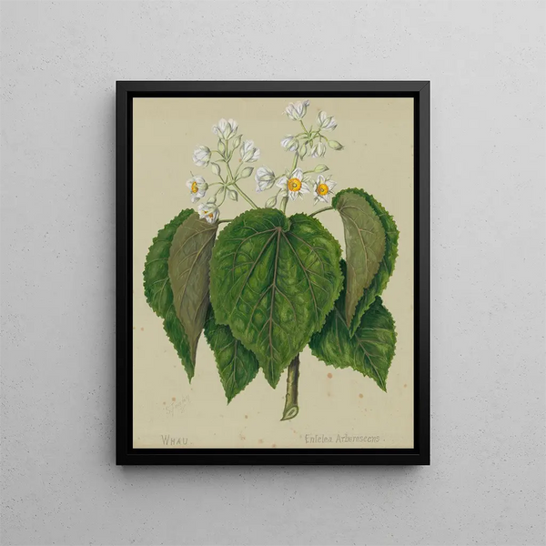 Sarah Featon - Whau Cork tree.webp