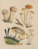 Illustrations des champignons de nos champs et de nos bois pl03 - Sarah Price — artwork view