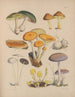 Illustrationen der Pilze unserer Felder und Wälder pl05 - Sarah Price — Ansicht des Kunstwerks