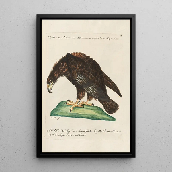 Saverio Manetti - Ornithologia methodice digesta Pl003.webp