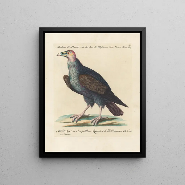 L'ornithologie méthodiquement digérée Pl013 - Saverio Manetti — gerahmtes Bild an der Wand