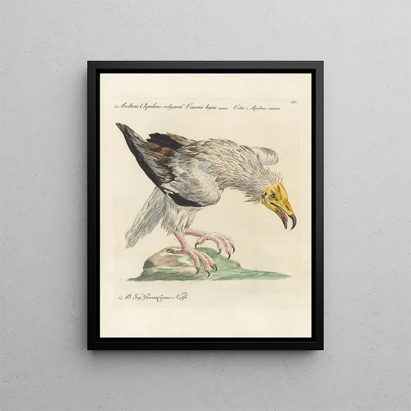 L ornithologie methodisch verdautes Gemälde Pl014 - Saverio Manetti — gerahmtes Bild an der Wand
