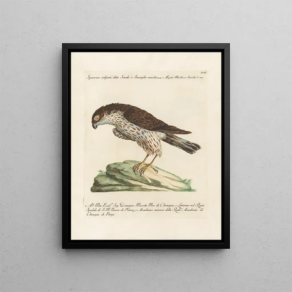 Ornithologie methodisch verdaut Pl018 - Saverio Manetti — gerahmtes Bild an der Wand