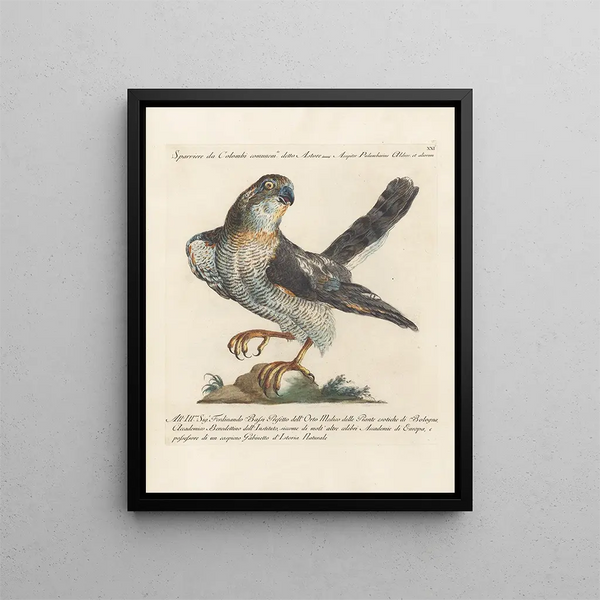 Ornithologie methodisch verdaut Pl021 - Saverio Manetti — gerahmtes Bild an der Wand