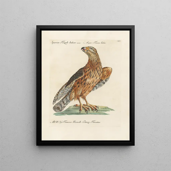 Ornithologie methodisch verdaut Pl026 - Saverio Manetti — gerahmtes Bild an der Wand
