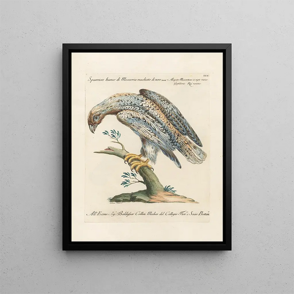 Ornithologie methodisch verdaut Pl030 - Saverio Manetti — gerahmtes Bild an der Wand