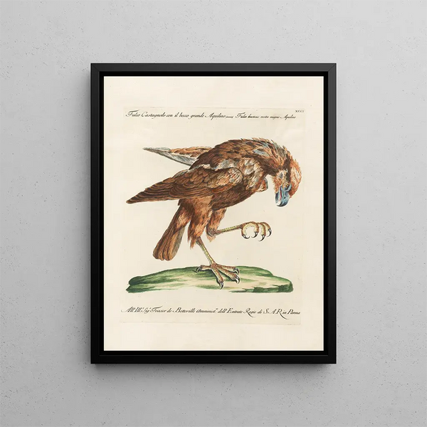 Ornithologie methodisch verdaut Pl032 - Saverio Manetti — gerahmtes Bild an der Wand