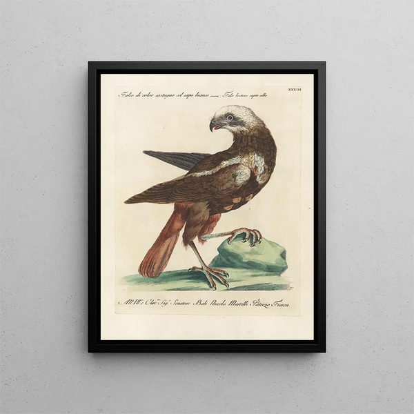 Ornithologie methodisch verdaut Pl033 - Saverio Manetti — gerahmtes Bild an der Wand