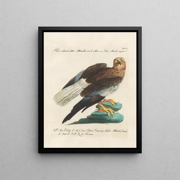 Ornithologie methodisch verarbeiteter Gemälde Pl037 - Saverio Manetti — gerahmtes Bild an der Wand