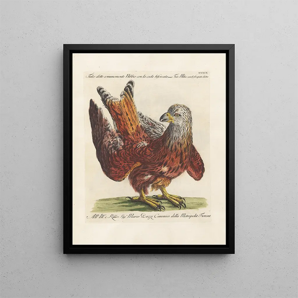 Ornithologie methodisch verdaut Pl039 - Saverio Manetti — gerahmtes Bild an der Wand