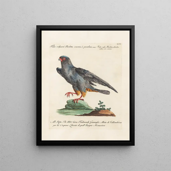 Ornithologie methodisch verdaut Pl046 - Saverio Manetti — gerahmtes Bild an der Wand