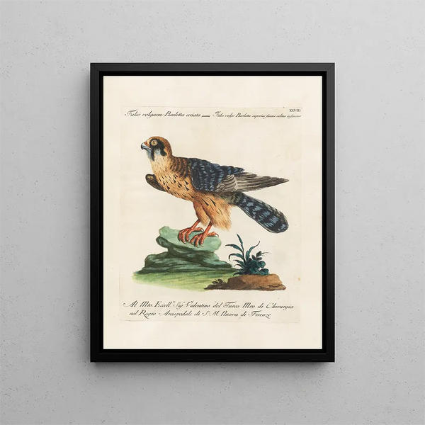 Ornithologie methodisch verdaut Pl048 - Saverio Manetti — gerahmtes Bild an der Wand
