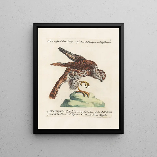 Ornithologie methodisch verdaut Pl050 - Saverio Manetti — gerahmtes Bild an der Wand