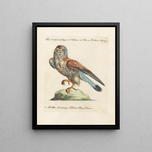 Ornithologie methodisch verdaute Gemälde Pl051 - Saverio Manetti — gerahmtes Bild an der Wand