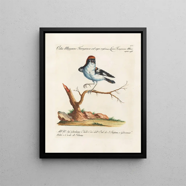 Ornithologie methodisch verdaut Pl056 - Saverio Manetti — gerahmtes Bild an der Wand
