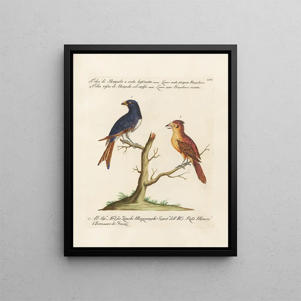 Ornithologie methodisch verdaut Pl057 - Saverio Manetti — gerahmtes Bild an der Wand