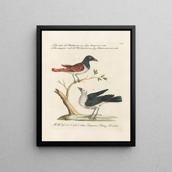Ornithologie methodisch verdaut Pl059 - Saverio Manetti — gerahmtes Bild an der Wand