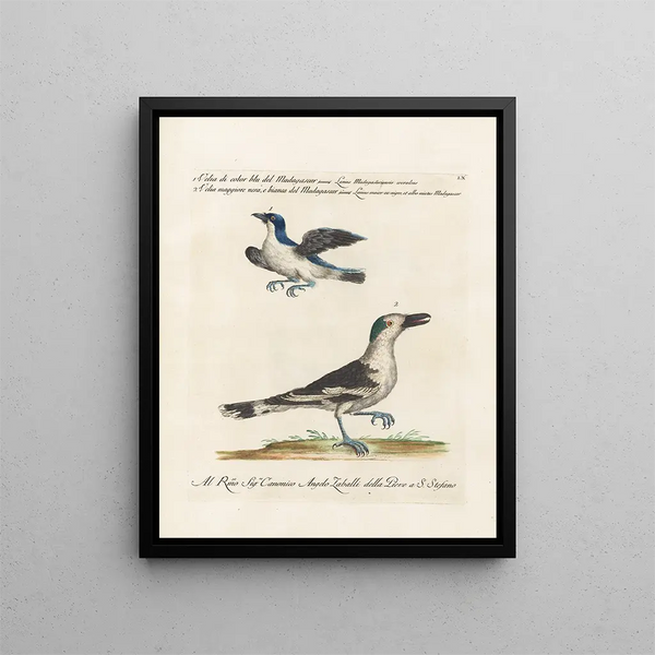 Ornithologie methodisch verdaut Pl060 - Saverio Manetti — gerahmtes Bild an der Wand