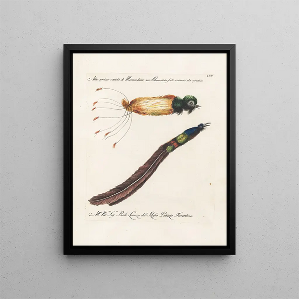 Ornithologie methodisch verdaut Pl065 - Saverio Manetti — gerahmtes Bild an der Wand