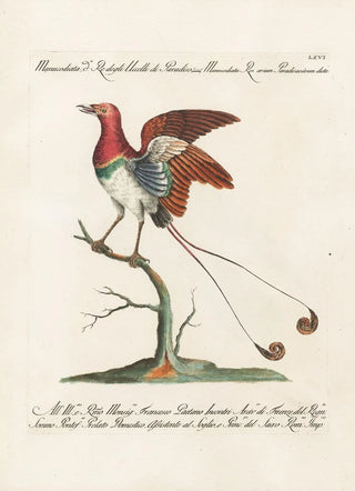Saverio Manetti - Ornithologia methodice digesta Pl066.webp
