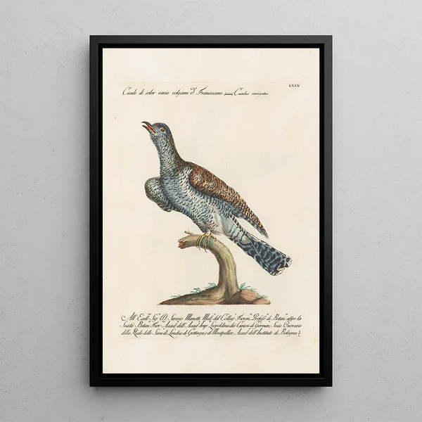 Saverio Manetti - Ornithologia methodice digesta Pl069.webp