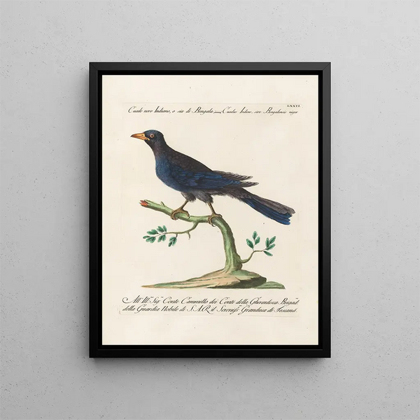 Ornithologie methodisch verdaut Pl072 - Saverio Manetti — gerahmtes Bild an der Wand