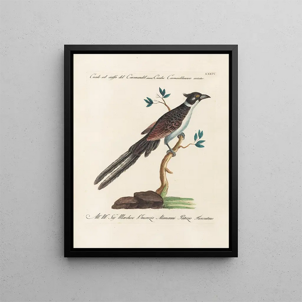 Ornithologie methodisch verdaut Pl074 - Saverio Manetti — gerahmtes Bild an der Wand
