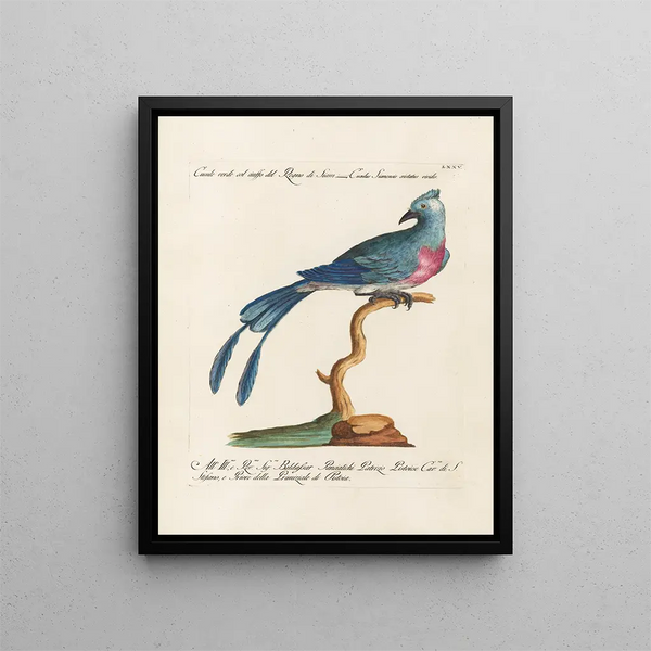 Ornithologie methodisch verdaut Pl075 - Saverio Manetti — gerahmtes Bild an der Wand