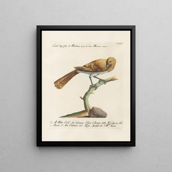 Ornithologie methodisch verdaut Pl076 - Saverio Manetti — gerahmtes Bild an der Wand