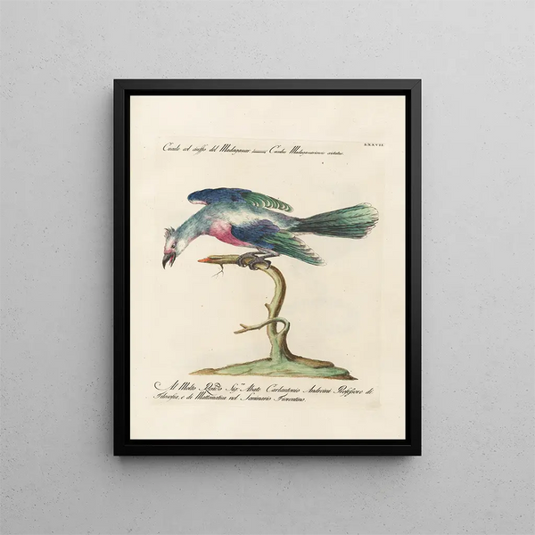 Saverio Manetti - Ornithologia methodice digesta Pl077.webp