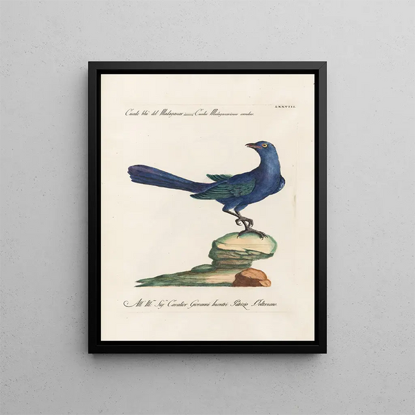 Ornithologie methodisch verdaut Pl078 - Saverio Manetti — gerahmtes Bild an der Wand