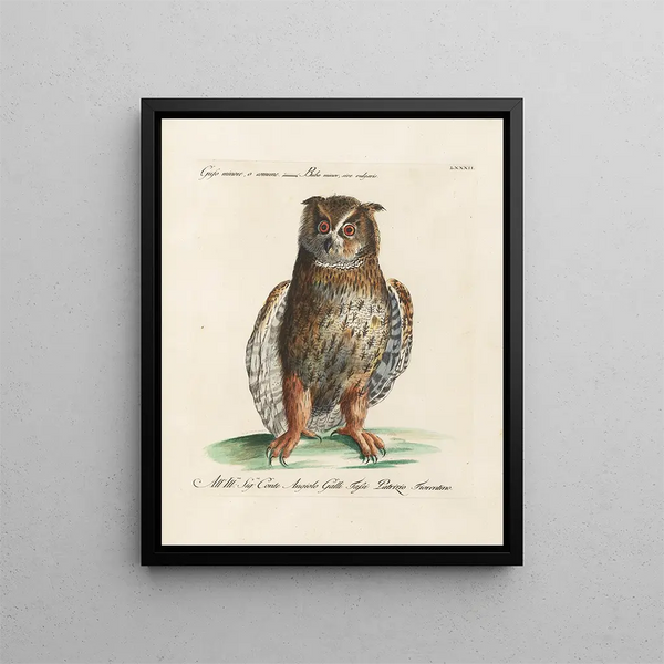 Ornithologie methodisch verdaut Pl082 - Saverio Manetti — gerahmtes Bild an der Wand