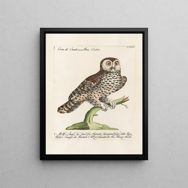 Ornithologie methodisch verdaut Pl090 - Saverio Manetti — gerahmtes Bild an der Wand