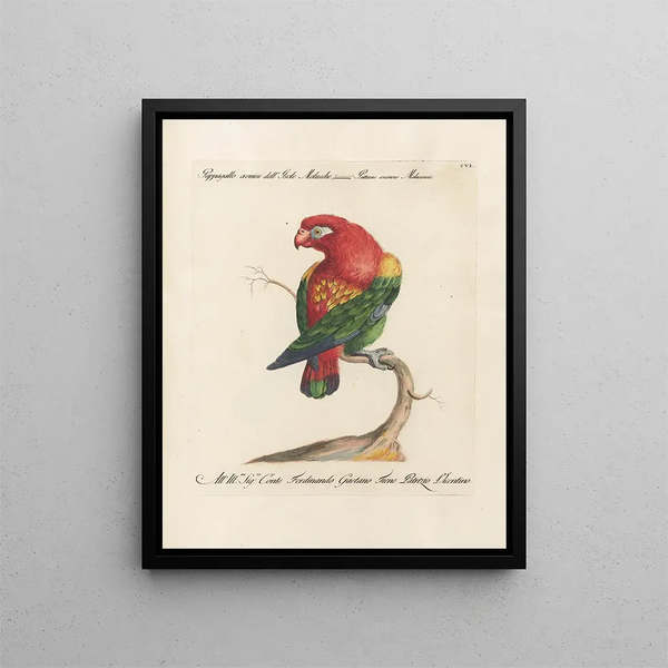 L ornithologie methodisch verdautes Gemälde Pl106 - Saverio Manetti — gerahmtes Bild an der Wand