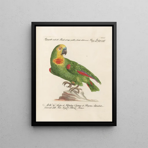 Ornithologie methodisch verdaut Pl108 - Saverio Manetti — gerahmtes Bild an der Wand