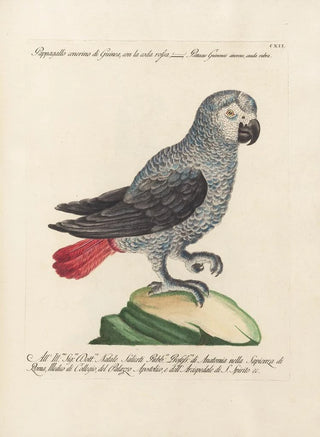 Saverio Manetti - Ornithologia methodice digesta Pl112.webp