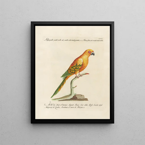 L'ornithologie méthodiquement digérée Pl122 - Saverio Manetti — gerahmtes Bild an der Wand