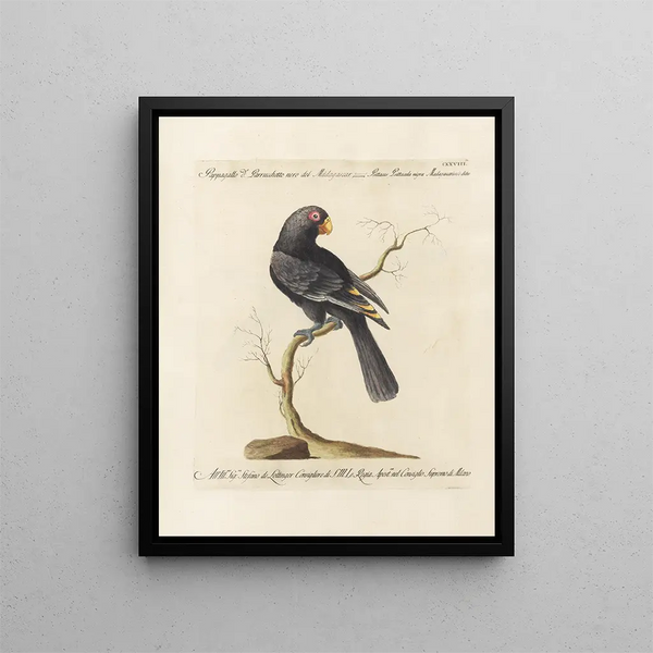 Ornithologie methodisch verdaut Pl125 - Saverio Manetti — gerahmtes Bild an der Wand