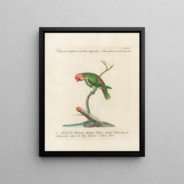 Ornithologie methodisch verdaut Pl131 - Saverio Manetti — gerahmtes Bild an der Wand