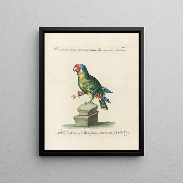 Ornithologie methodisch verdaut Pl132 - Saverio Manetti — gerahmtes Bild an der Wand