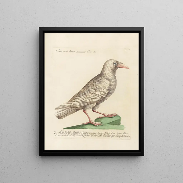 Ornithologie methodisch verdaut Pl138 - Saverio Manetti — gerahmtes Bild an der Wand