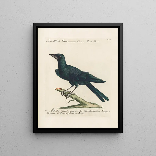 Ornithologie methodisch verdaut Pl151 - Saverio Manetti — gerahmtes Bild an der Wand