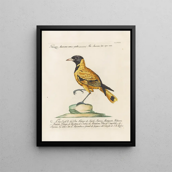 Ornithologie methodisch verdaut Pl153 - Saverio Manetti — gerahmtes Bild an der Wand