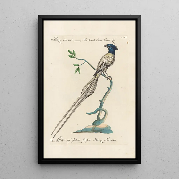 Saverio Manetti - Ornithologia methodice digesta Pl154.webp